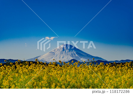 吾妻山菜の花ウォッチング 118172286