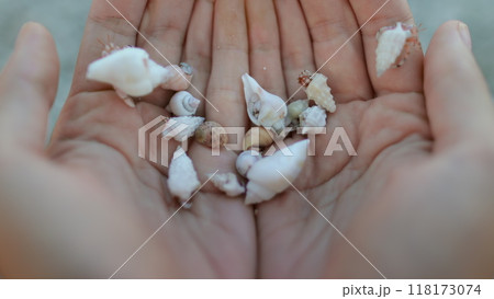 A person is seen holding a collection of shells in their hands, showcasing various shapes, sizes, and colors. A person is seen holding a collection of shells in their hands, showcasing various shapes, sizes, and colors. 118173074