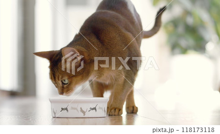 Beautiful Abyssinian cat having lunch, eating dry granules with big appetites. Lovely little best friends. Cute domestic animal at home. Soft day light. Close up, low angle cinematic shot. Slow motion Beautiful Abyssinian cat having lunch, eating dry granules with big appetites. Lovely little best friends. Cute domestic animal at home. Soft day light. Close up, low angle cinematic shot. Slow motion 118173118