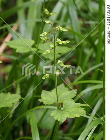 高原の林縁で結実するスダヤクシュの種子 118173293