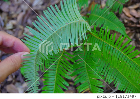 コシダの裏側 118173497