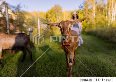 A farmer walks with Nubian goats on an organic farm, highlighting the harmony between nature and sustainable farming. The goats freely graze on a lush, green pasture A farmer walks with Nubian goats on an organic farm, highlighting the harmony between nature and sustainable farming. The goats freely graze on a lush, green pasture 118173581