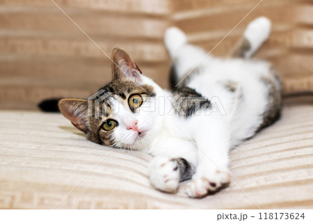 A brown and white cat is comfortably laying on its back on a couch 118173624