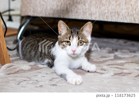 A cat lies on the floor under a couch, looking at the camera 118173625