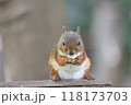 ご飯を食べるニホンリス 118173703