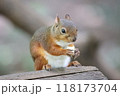 ご飯を食べるニホンリス 118173704