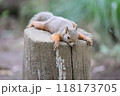 ぐでっとするニホンリス 118173705