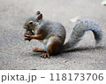 餌を食べるニホンリス 118173706