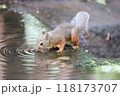 水を飲むニホンリス 118173707