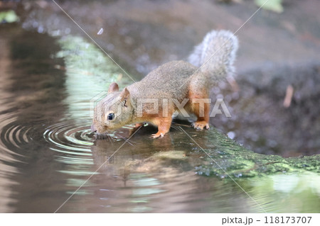 水を飲むニホンリス 118173707