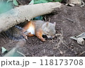 穴の中で寝るニホンリス 118173708