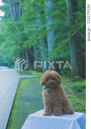 トイプードル トイプードル 118174184