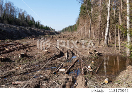 Deforested area, pile of fallen logs Deforested area, pile of fallen logs 118175045