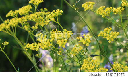秋の七草オミナエシの黄色い花が日を浴びてキラキラ輝く 秋の七草オミナエシの黄色い花が日を浴びてキラキラ輝く 118175075