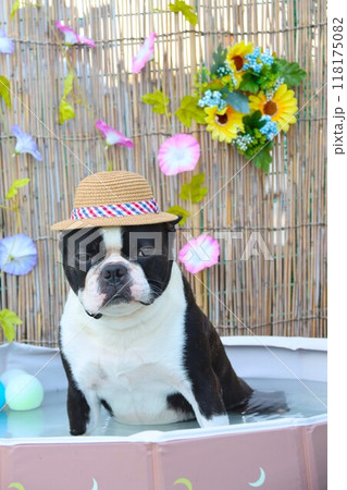 麦わら帽子を被ってプールで可愛く見つめるボストンテリアのマイティ君♡ 118175082