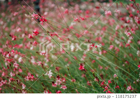 Gaura lindheimeri in the garden close-up Gaura lindheimeri in the garden close-up 118175237