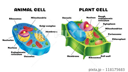 A detailed comparison of diagrams illustrating the differences between animal and plant cells 118175683