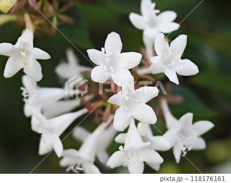 公園に咲くアベリアの白い花 公園に咲くアベリアの白い花 118176161