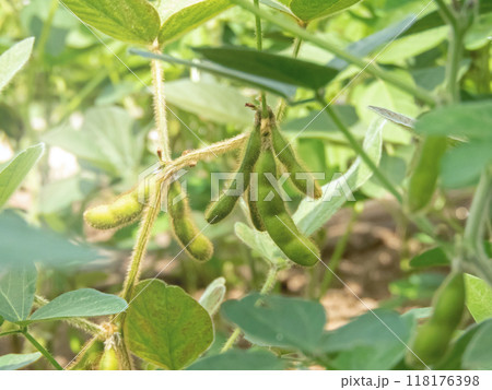 Soya bean, soybean, soy bean or glycine max plants. Soya bean, soybean, soy bean or glycine max plants. 118176398