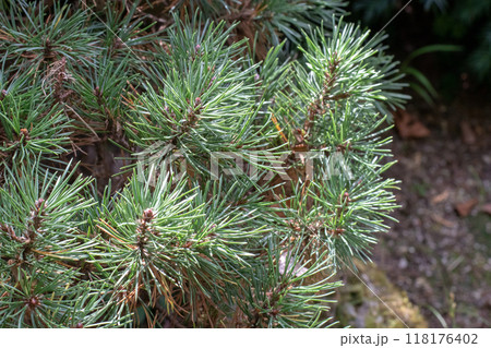 Pinus mugo, dwarf mountain pine,mountain pine, scrub mountain pine, Swiss mountain pine,bog pine, creeping pine or mugo pine branch 118176402