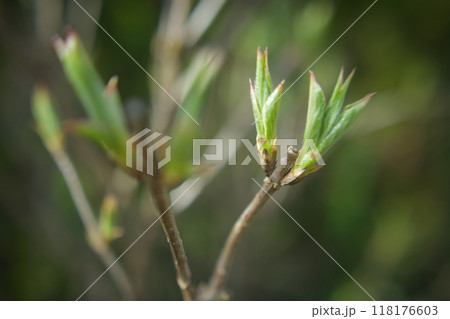 斑入り大紅ウツギの芽吹き。花言葉は「豊かで美しい」そして「移り気」 118176603