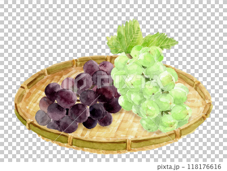 用水彩繪製的漏勺中兩種葡萄的插圖[手繪]白色背景與複製空間 118176616