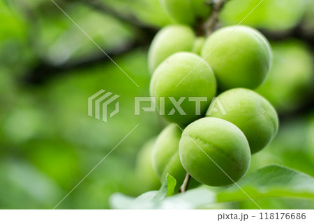 青梅の実 118176686