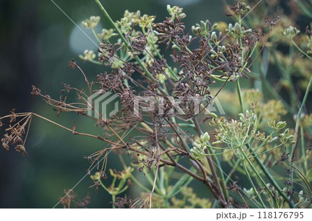 2024年㋇・ウイキョウの花後 2024年㋇・ウイキョウの花後 118176795