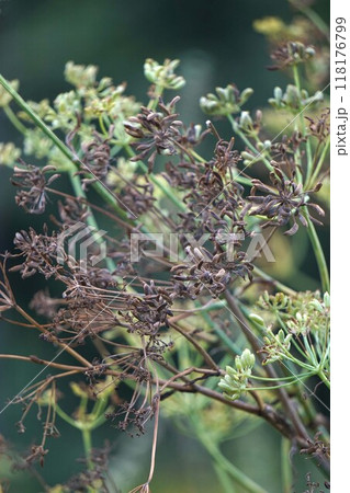 2024年㋇・ウイキョウの花後 2024年㋇・ウイキョウの花後 118176799