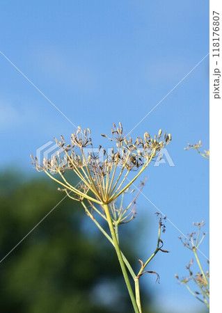 2024年㋇・ウイキョウの花後 118176807