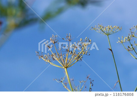 2024年㋇・ウイキョウの花後 118176808