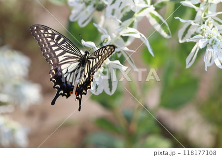 秋の庭に咲くハツユキソウの花の蜜を吸うナミアゲハ蝶 118177108