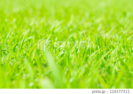 芝生 イメージ 芝生 イメージ 118177311