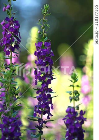 アンゲロニアの花 アンゲロニアの花 118177355