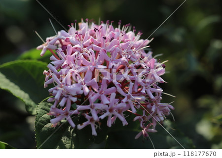 夏の公園に咲くボタンクサギのピンク色の花 夏の公園に咲くボタンクサギのピンク色の花 118177670