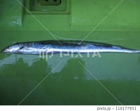 太刀魚が釣れました 118177851