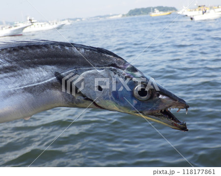 太刀魚が釣れました 118177861