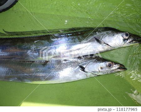 タチウオが釣れました 118177965