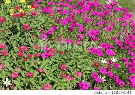 夏の公園に咲くピンク色のペチュニアの花と赤い矮性のヒャクニチソウの花 118178141