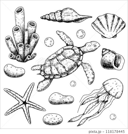 Set with sea animals, turtle, jellyfish, shells, coral. Underwater world. Hand drawn vector illustration 118178445