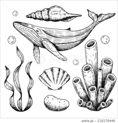 Set with sea animals, whale, algae, shells, coral. Underwater world. Hand drawn vector illustration 118178446