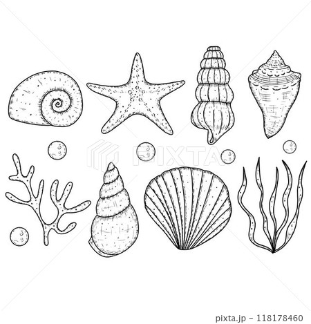Set of seashells, coral, starfish. Vector illustration Set of seashells, coral, starfish. Vector illustration 118178460