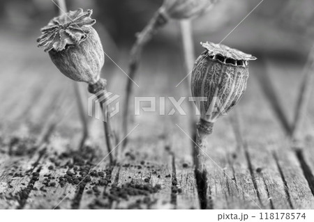 wallpaper with dried poppy plants and seeds. The theme of autumn is dry plants and spices used in food. High quality photo beautiful poppy boxes filled with seeds and spilled out on a wooden table 118178574