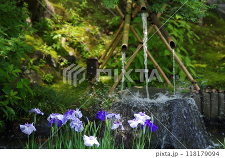 鎌倉　長谷寺の花菖蒲 118179094