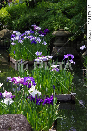 鎌倉 長谷寺の花菖蒲 鎌倉 長谷寺の花菖蒲 118179116