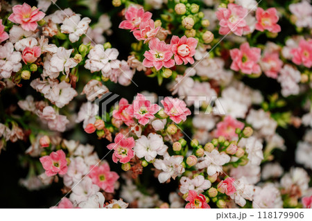 kalanchoe pink white flowers in the garden close up kalanchoe pink white flowers in the garden close up 118179906
