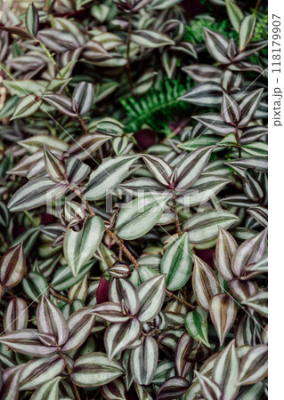 tradescantia tropical indoor plant leaves close up 118179907