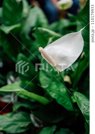 Spathiphyllum tropical plant leaves close up 118179933
