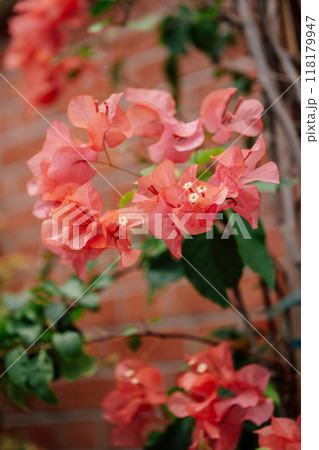 bougainvillea pink on brick wall background close up 118179947