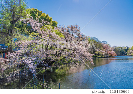 【東京都】桜満開の井の頭恩賜公園 118180663